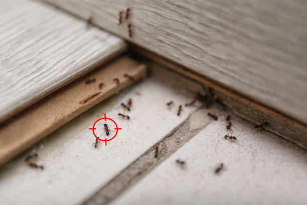 Best Pest Prevention Services  in Benton, LA