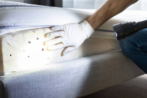 Best Emergency Pest Control  in Benton, LA