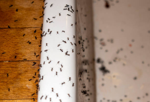 Flea Control Services in Benton, LA