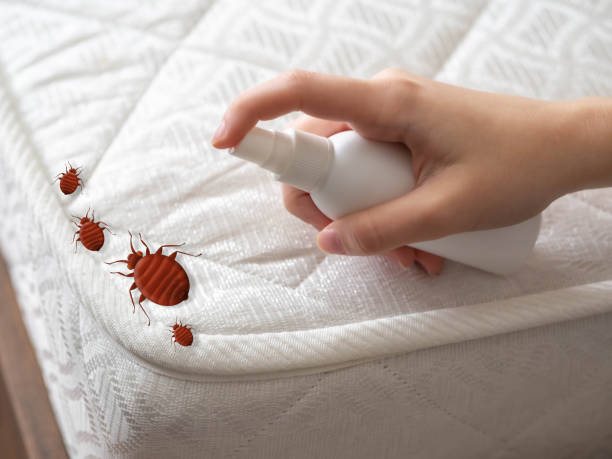 Best Flea Control Services  in Benton, LA