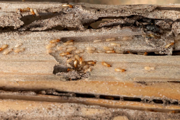 Best Rat Extermination Near Me  in Benton, LA