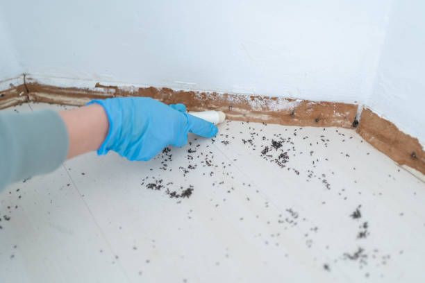 Trusted Benton, LA Pest Control Experts